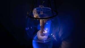 Pioneering eco-social renewal through transdisciplinary innovation