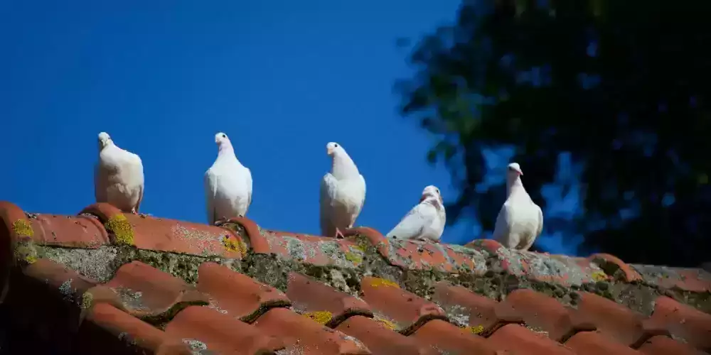 Roofs, roof types and maintenance guide