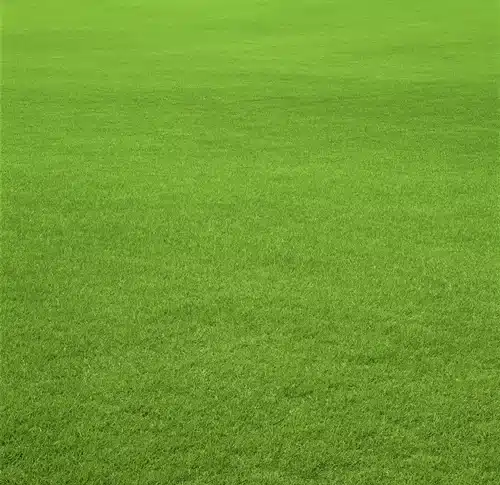 استكشاف العمر الافتراضي لبذور العشب