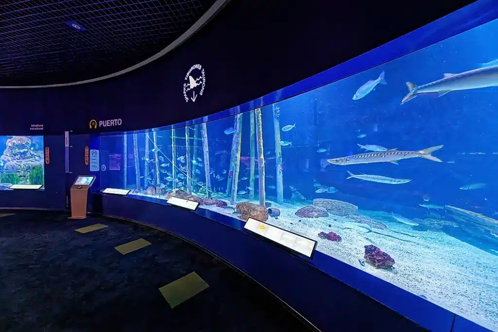خزان عرض واسع في متحف الأحياء المائية L’Oceanogràfic مع مجموعة من الأسماك