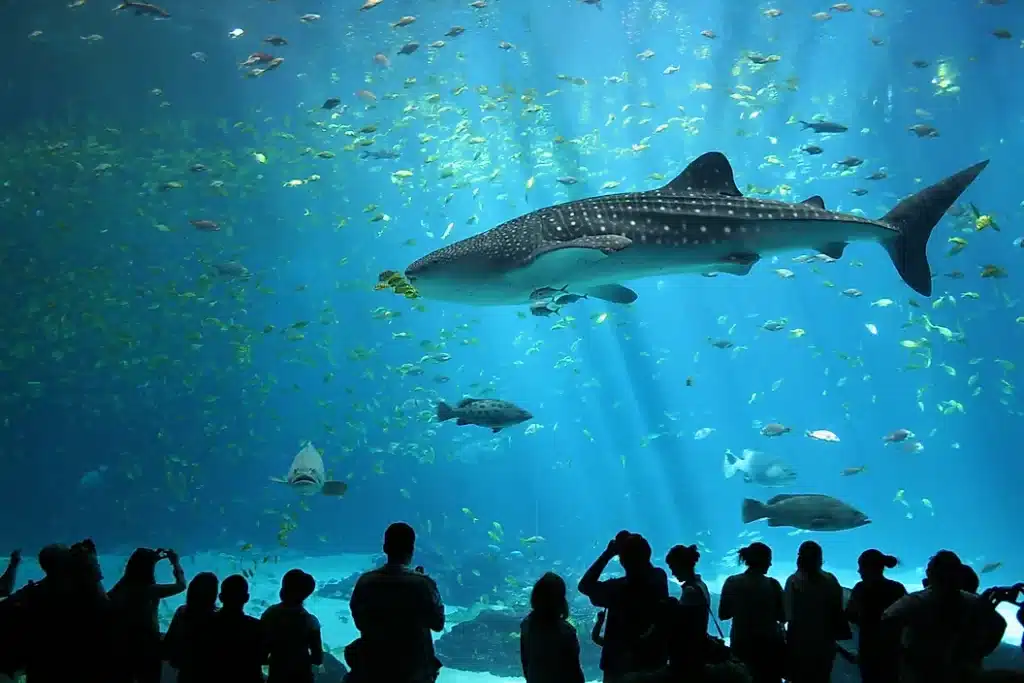 Visitors watching a whale shark in a tank at Georgia Aquarium