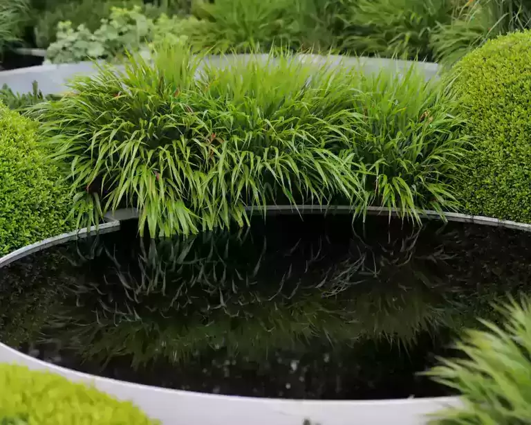 Inspiring ideas for creating a garden pond in your home garden