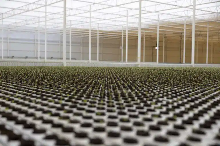 Topian Opens First Climate-Resilient Greenhouse in Oxagon