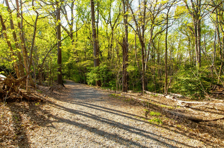 A gravel path winding through a dense forest of vibrant green trees, with dappled shadows creating a serene natural scene.