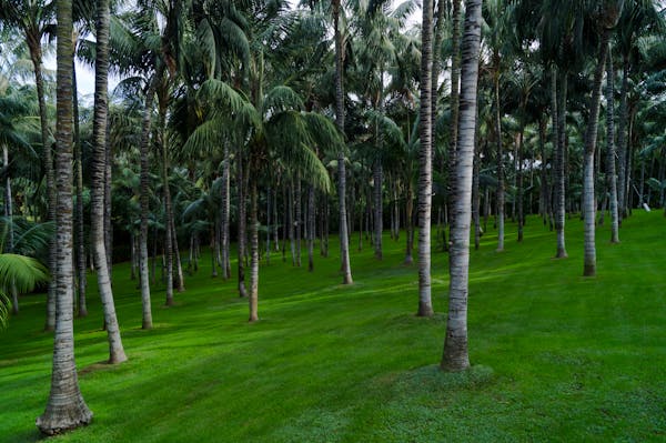 A serene green park with dense foliage and tall, elegant palm trees creating a natural and tranquil atmosphere.