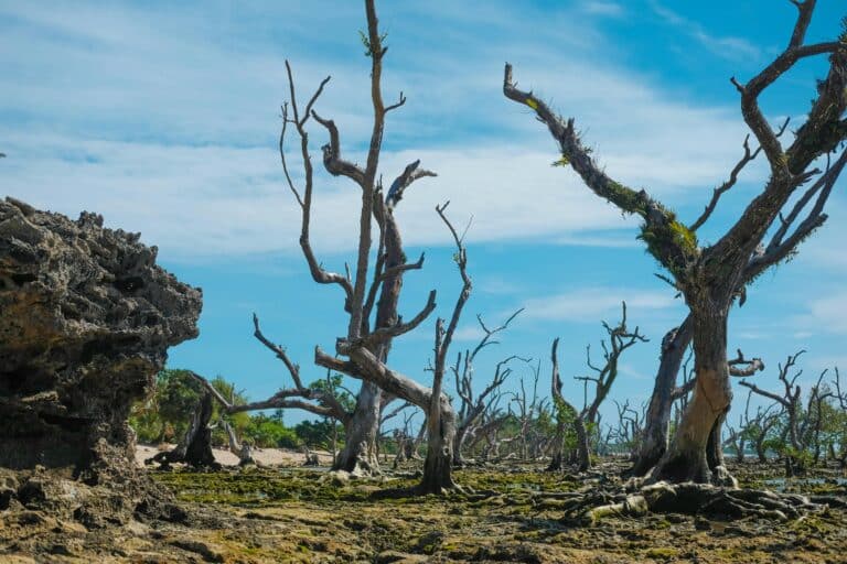 "Dry, cracked ground showing the effects of extreme drought in Texas."