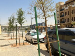 New sidewalks and tree planting along a street in Qurtubah District, Riyadh, as part of the Green Riyadh development works