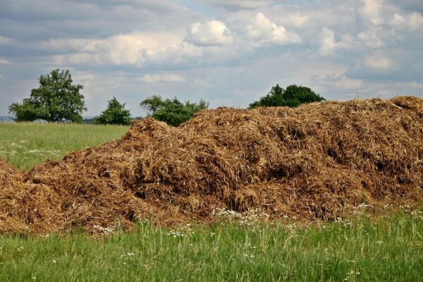 Cow dung is collected from farms as a starting point to transform agricultural waste into sustainable building materials.