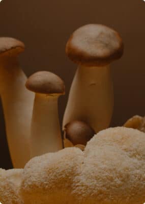 A bio-based fungus used as a model in the development of biodegradable building materials.