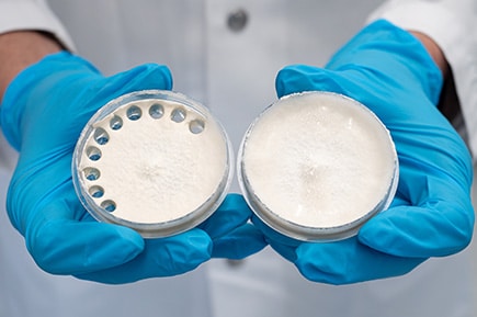 Laboratory experiment to create a transparent, flexible bio-film made from mycelium as a sustainable alternative to plastic.