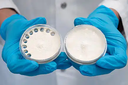 Laboratory experiment to create a transparent, flexible bio-film made from mycelium as a sustainable alternative to plastic.