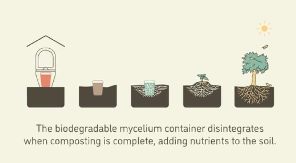 Infographic showing the process of a biodegradable container decomposing into nutrients for the soil