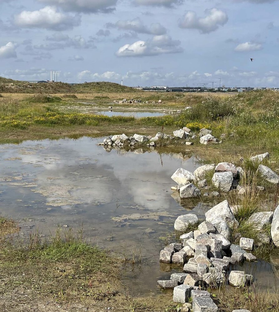 مشهد هادئ لأرض رطبة في الموقع المستقبلي للحديقة الطبيعية الساحلية بكوبنهاغن، تظهر فيه برك صغيرة تعكس السماء، وصخور متناثرة، وأعشاب برية، ومبانٍ صناعية بعيدة &mdash; مشهد طبيعي خام ينتظر أن يتحول برفق إلى برية حضرية.