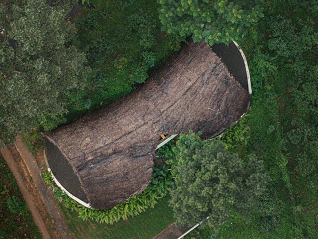 Curved roof covered with golden thatch blending with surrounding tropical forest