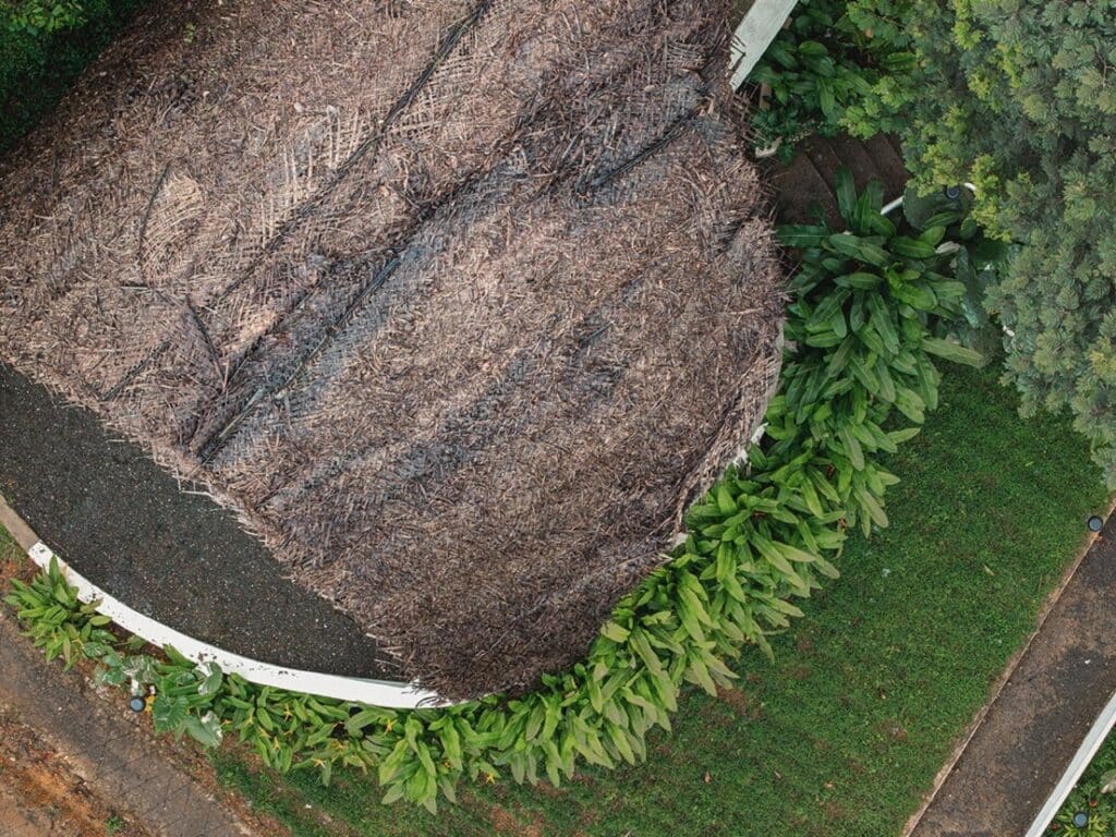 Curved roof covered with golden thatch blending with surrounding tropical forest