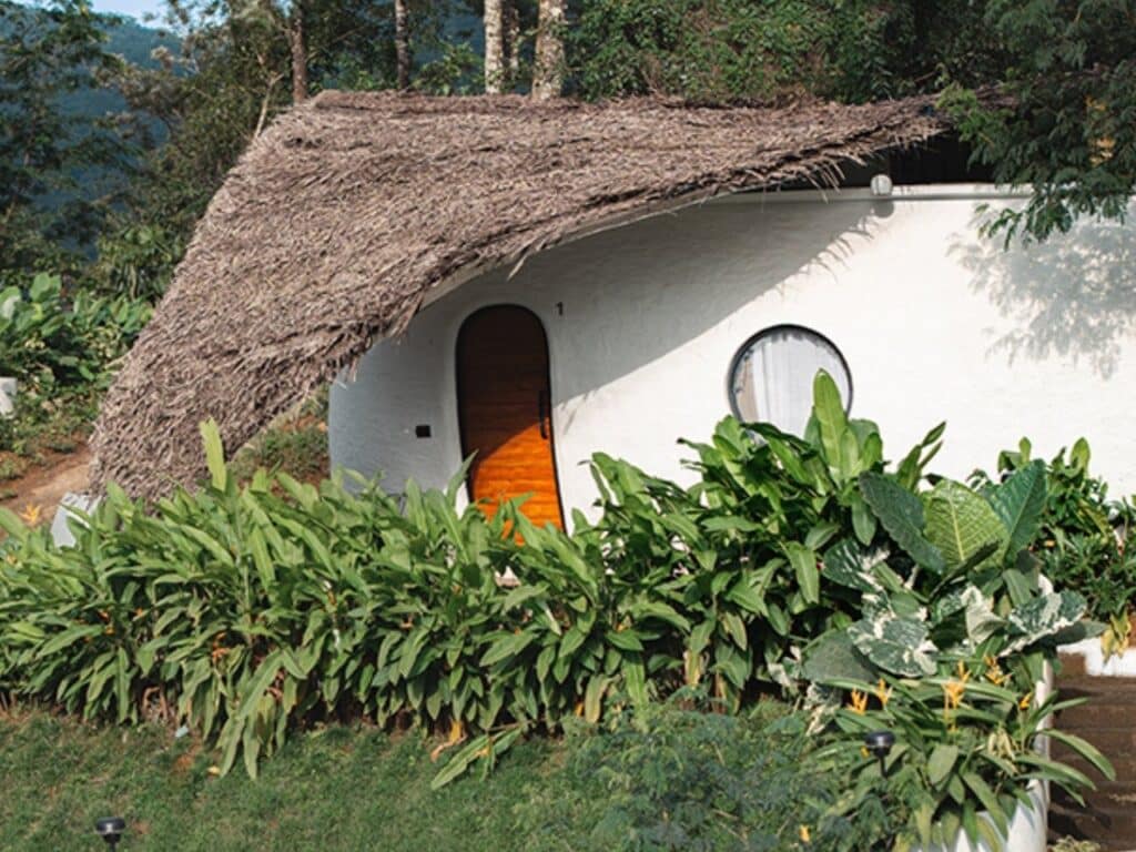 Curved roof covered with golden thatch blending with surrounding tropical forest