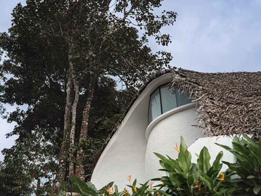Curved roof covered with golden thatch blending with surrounding tropical forest