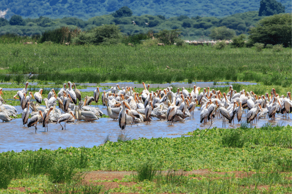 Exotic Bird Park habitat simulation showing non-native pelicans in a constructed wetland environment with native vegetation and shallow water zones.