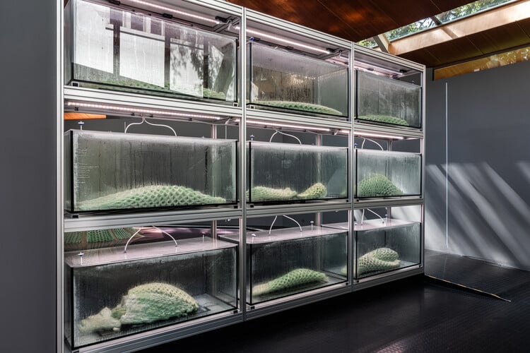 Modular laboratory setup for Living Building research, featuring stacked transparent bioreactors with 3D-printed bio-integrated structures under controlled lighting and humidity.