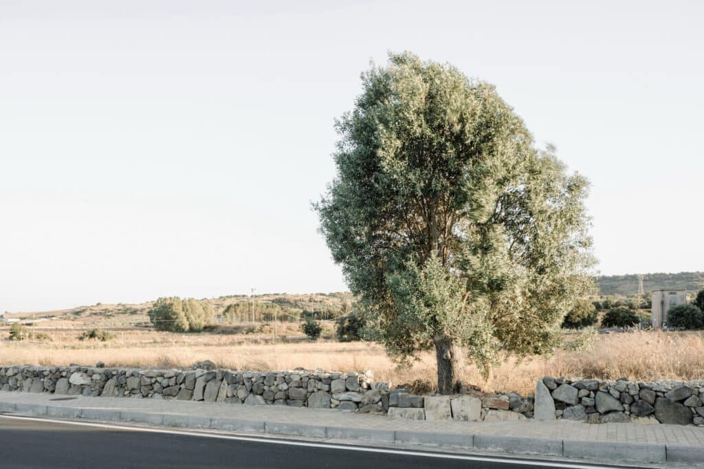 A restored dry stone wall made of local basalt and clay bordering a paved sidewalk with natural vegetation in the background.