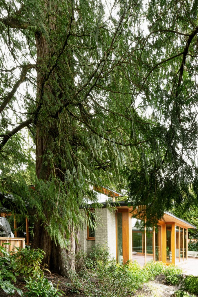 Side architectural view of the Vancouver bungalow featuring concrete brick walls and Douglas fir window frames nestled under large trees.
