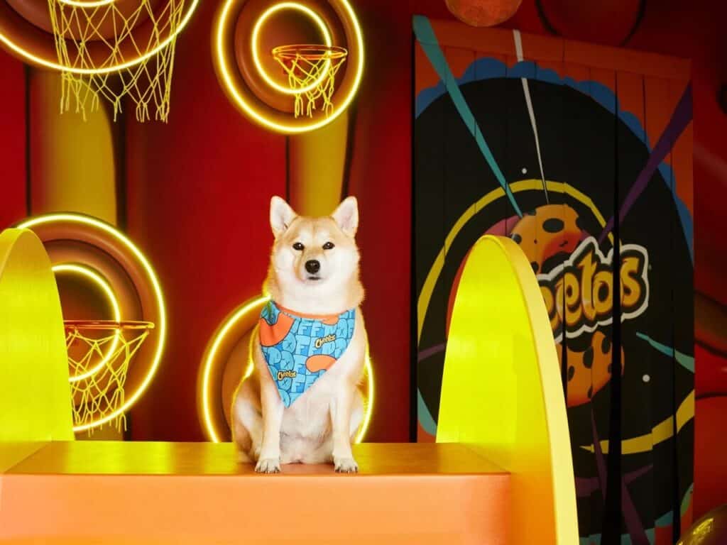 A Shiba Inu dog wearing a blue Cheetos-branded bandana sitting in a colorful room with glowing circular basketball hoops.