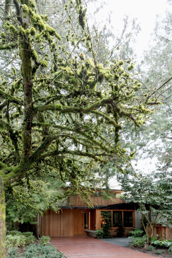 High-angle shot of the Osler House driveway and entrance partially obscured by massive moss-covered tree branches.