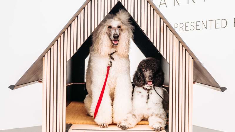 تصميم "Kubrick's Bone"، أحد بيوت الكلاب ذات التصميم المعماري في القائمة المختصرة، والذي يتميز بهيكل خشبي هندسي على شكل عظمة.