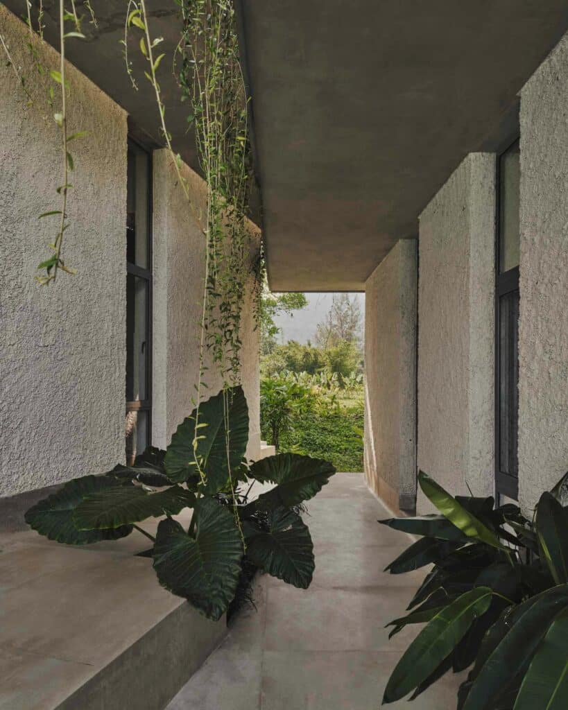 Minimalist concrete outdoor corridor with large tropical plants and hanging vines.