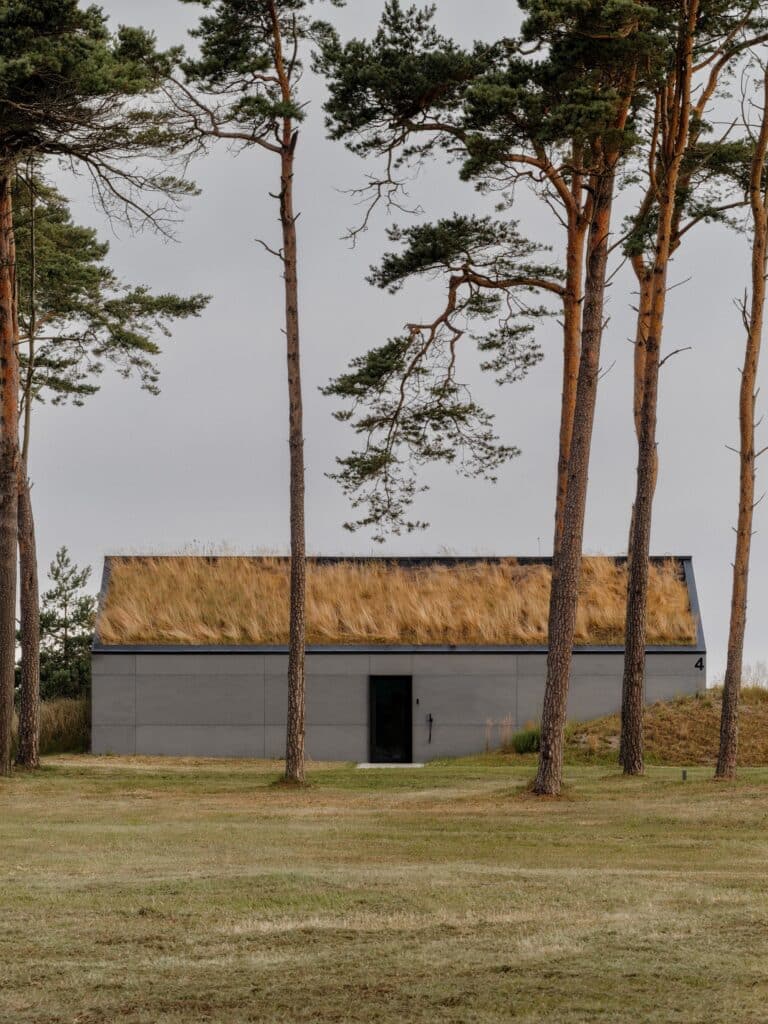 A small guest house with a grey facade and a thick turf roof standing behind tall pine tree trunks.