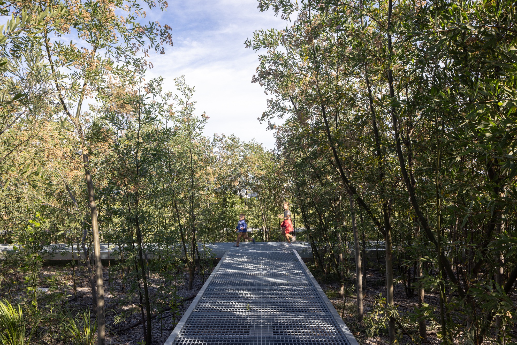 Children walking on a raised metal grid walkway through a dense forest of Tessaria integrifolia in Malba Puertos.