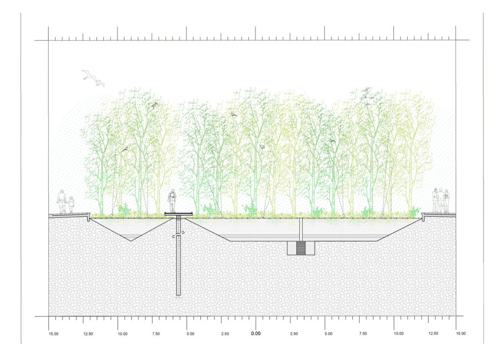 Technical architectural section drawing showing the raised walkways and the root systems of the mangrove forest.