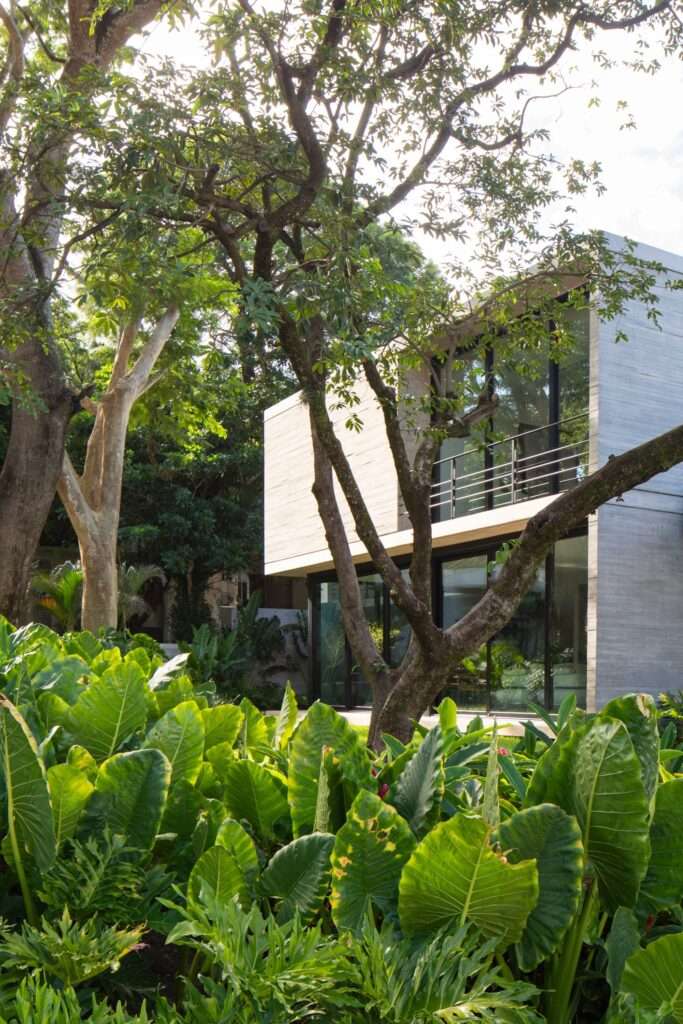 Architectural detail of Casa Refugio's exposed concrete wall and large glass windows surrounded by large-leaf plants.