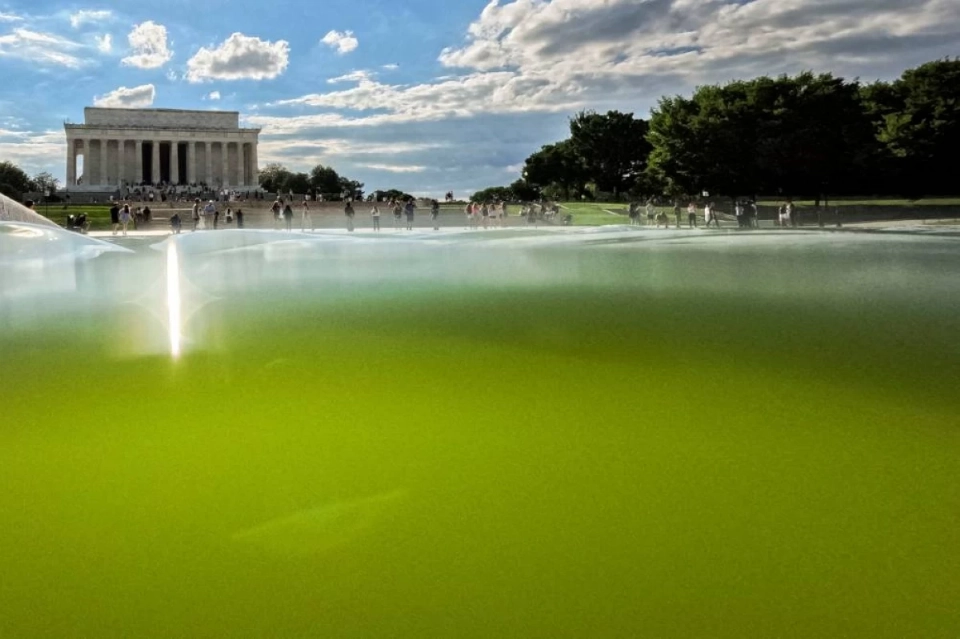Close split-level view of bright green algae water in reflection pool with Lincoln Memorial and visitors behind