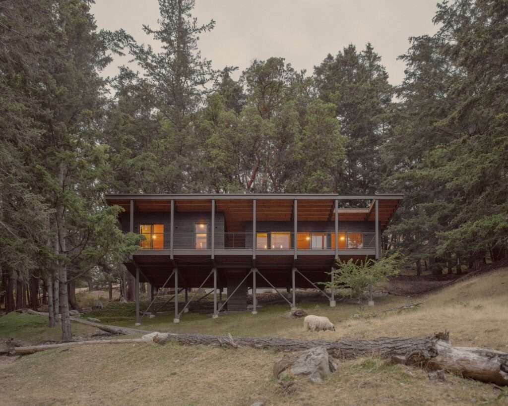 Full front elevation of Trestle Cabin elevated on steel stilts on a grassy slope with a sheep grazing below, surrounded by tall pine trees.