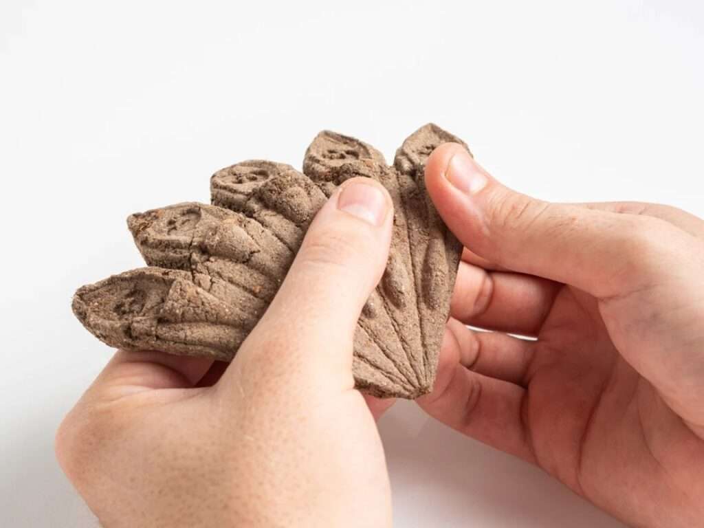 Human hands holding and demonstrating the fan-shaped architectural configuration of a brown organic Terra Seeds cluster before snapping or planting.