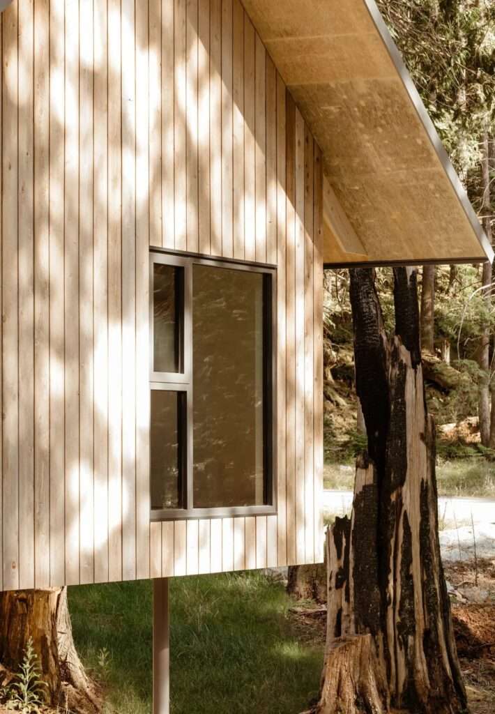 Close-up view of the Floating House's vertical cedar siding and a rectangular window, built immediately adjacent to a historic, charred tree trunk from an ancient forest fire.