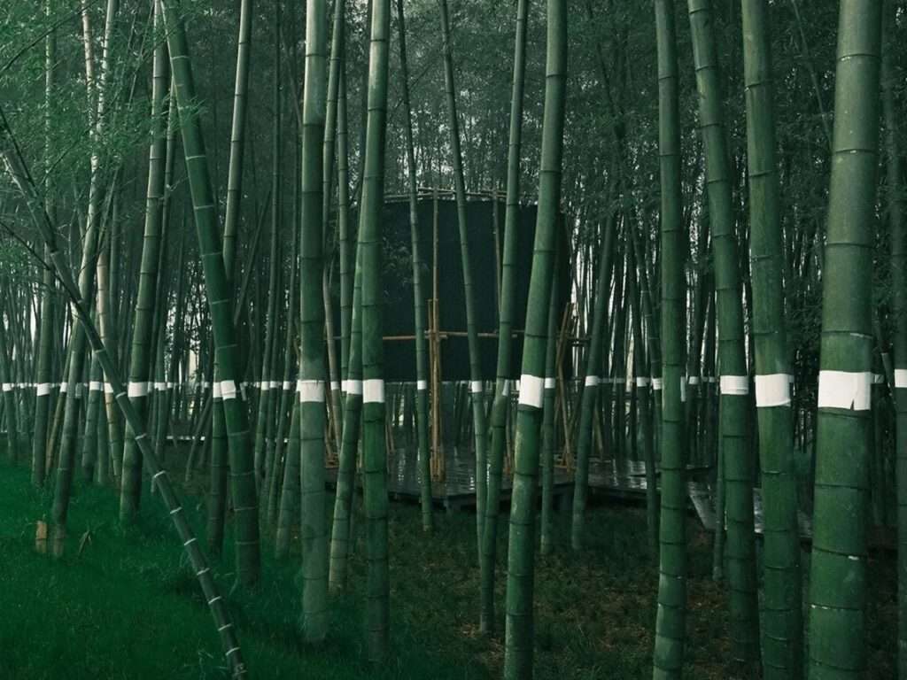 The dark fabric and bamboo pavilion structure seamlessly integrated and subtly hidden inside a dense, misty green Moso bamboo forest.