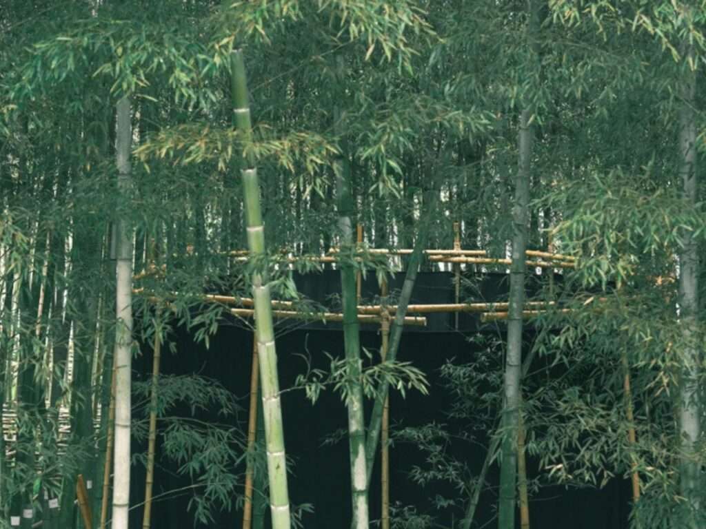 The upper circular crown of the bamboo pavilion structure visible through a dense canopy of green bamboo leaves and branches.