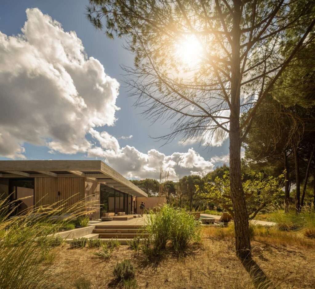 Angle view of Muda L13 wooden deck and concrete roof extension framed by a tall pine tree under sunlight.