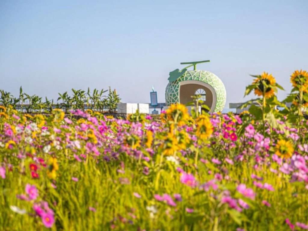 Distance view of a melon-shaped bus stop seen across a field of pink and yellow flowers in bloom.