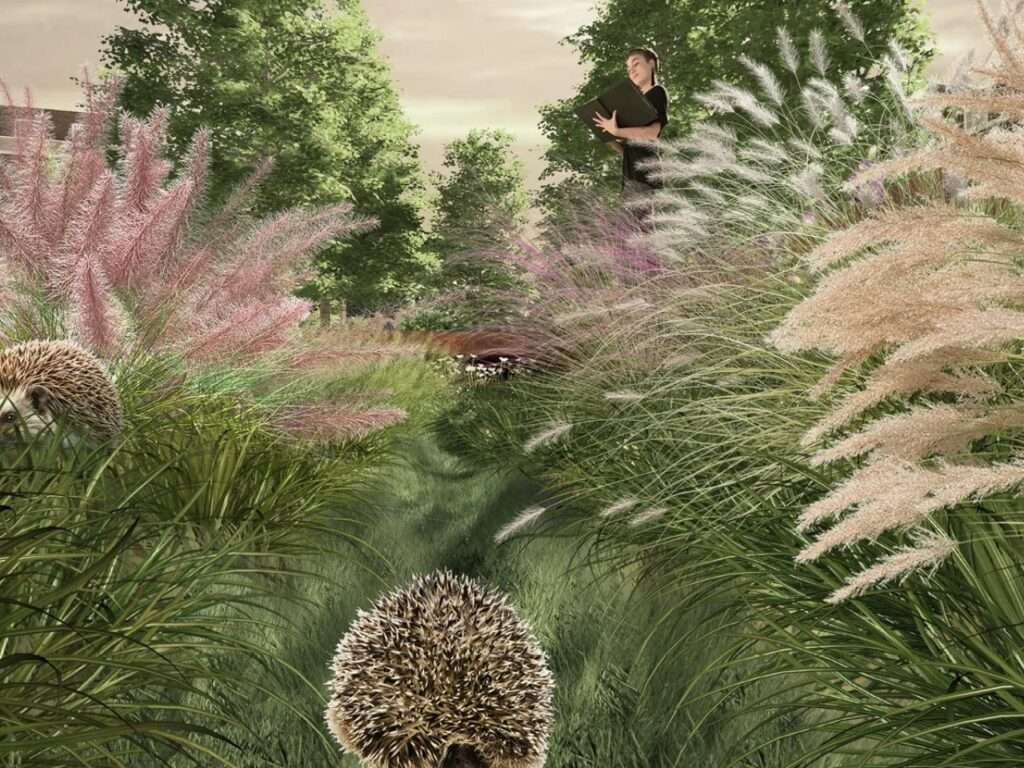 Eye-level perspective through tall ornamental grasses featuring hedgehogs in the foreground and a person reading a book in the background.