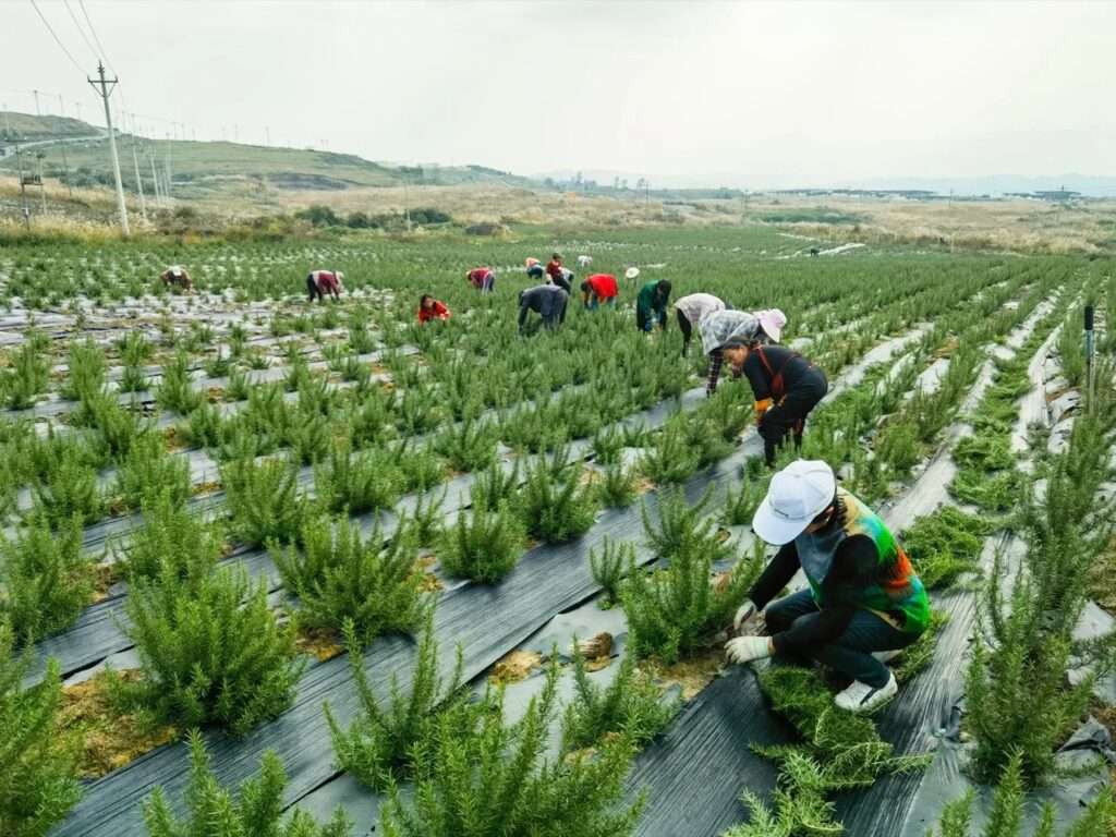 Agricultural workers harvesting green rosemary plants in an outdoor field under an overcast sky.